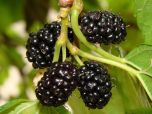 Sítio da Mata - AMORA PRETA (Morus Nigra) 