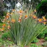 ESTRELÍTZIA DE LANÇA (Strelitzia juncea)