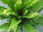 ASPLENIO CRESPO (Asplenium) 