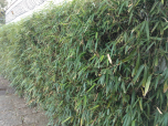 Sítio da Mata - Bambu Japones (Metake) (Dracaena braunii) 