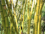  Bambu Sitio da Mata (B. vulgaris vittata verde com verde)