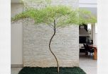 Sítio da Mata - BAMBU MOSSO TORTO (Phyllostachys pubescens)
