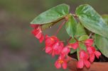 Begonia Dragao (Begonia cinnabarina)