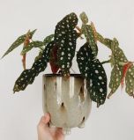 Sítio da Mata - BEGONIA MACULATA (Begonia maculata)
