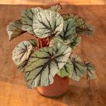 Sítio da Mata - BEGONIA REX (Begonia rex)