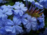 BELA EMÍLIA (Plumbago auriculata)