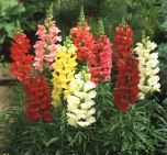 boca  de  leao         antirrhinum  majus