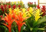 BROMELIA (Bromelia gusmania)