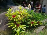 Sítio da Mata - BROMELIA (Neoregelia vandarm)
