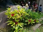 BROMELIA (Neoregelia vandarm)