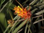 Sítio da Mata - BROMELIA PENDENTE (Acanthostachys strobilacea)