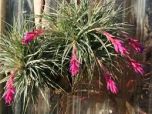 Sítio da Mata - BROMELIA TILANDSIA (Tillandsia sp)