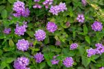 Sítio da Mata -  CAMBARA LILAS (Lantana montevidensis)