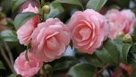 CAMELIA CORES (Camellia L)