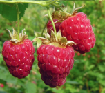 Sítio da Mata - Kit Frutas vermelhas 