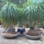 Sítio da Mata - 10 plantas fáceis de cuidar - Com E-book