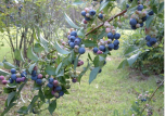 Sítio da Mata - As melhores Frutíferas para o seu Pomar - E-book sobre o tema