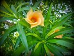 CHAPEU DE NAPOLEÃO (Thevetia peruviana)