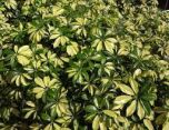 Sítio da Mata - CHEFLERA VARIEGATA (Schefflera arboricola ´Variegata´)