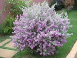 Sítio da Mata - CHUVA DE PRATA - LEUCOFILO (Leucophyllum frutescens)