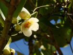 Sítio da Mata - CLUSIA (Clusia fluminensis) 