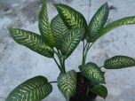 COMIGO NINGUÉM PODE (Dieffenbachia amoena)