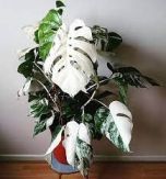Sítio da Mata - COSTELA DE ADÃO VARIEGATA (Monstera deliciosa "variegata")