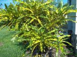 Sítio da Mata - CROTON BRASILEIRINHO (Codiaeum variegatum)