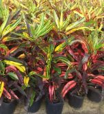 Sítio da Mata - CRÓTON VERMELHO (Codiaeum variegatum)