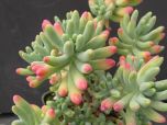 Sítio da Mata - DEDO DE MOCA (Sedum pachyphyllum)
