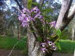 Sítio da Mata - DENDROBIUM ORQUÍDEA OLHOS DE BONECA