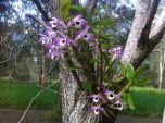 DENDROBIUM ORQUÍDEA OLHOS DE BONECA