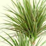 Sítio da Mata - DRACENA DE MADAGASCAR VERDE (Dracaena marginata)