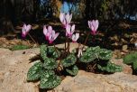 Sítio da Mata - CICLAME (Cyclamen persicum)
