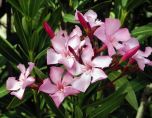 ESPIRRADEIRA (Nerium oleander)