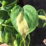 Sítio da Mata - FILODENDRO DO BRASIL (Philodendron hederaceum)