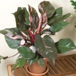 Sítio da Mata - FILODENDRO PINK PRINCESS (Philodendron sp)