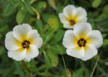 FLOR-DO-GUARUJA (Turnera ulmifolia var. elegans) 