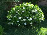 Sítio da Mata - GARDENIA (Gardenia jasminoides)