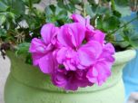 Sítio da Mata - GERANIO LILAS (Pelargonium hortorum)