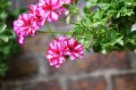 Geranio Pendente (Pelargonium peltatum)