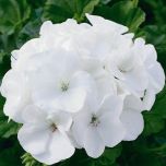Sítio da Mata - GERÂNIO BRANCO (Pelargonium hortorum) 