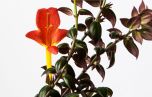 Sítio da Mata - COLUMÉIA PENDENTE (Columnea gloriosa)