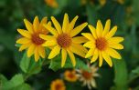 Sítio da Mata - GRAMA MARGARIDA (Acmella oppositifolia)
