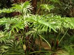 Sítio da Mata -  GUAIMBE (Philodendron bipinnatifidum)