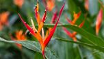 Sítio da Mata - HELICONIA PAPAGAIO (Heliconia psittacorum)