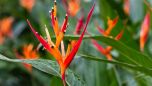 HELICONIA PAPAGAIO (Heliconia psittacorum)