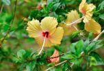 HIBISCO AMARELO (hibiscus sinensis)