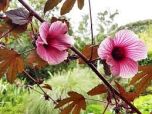 HIBISCO DE CHA ROXO (Hibiscus acetosella) 