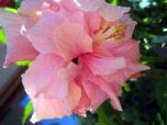 Sítio da Mata - HIBISCO DOBRADO (Hibiscus rosa sinensis) 